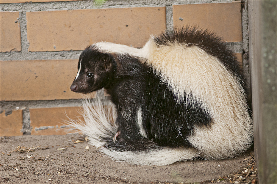 Skunk at Thüle