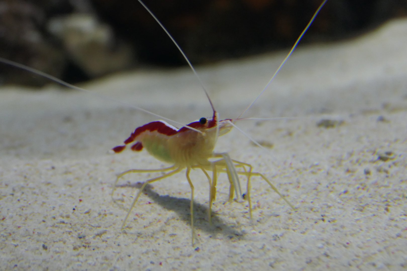 Skunk Cleaner Shrimp (Lysmata amboinensis)