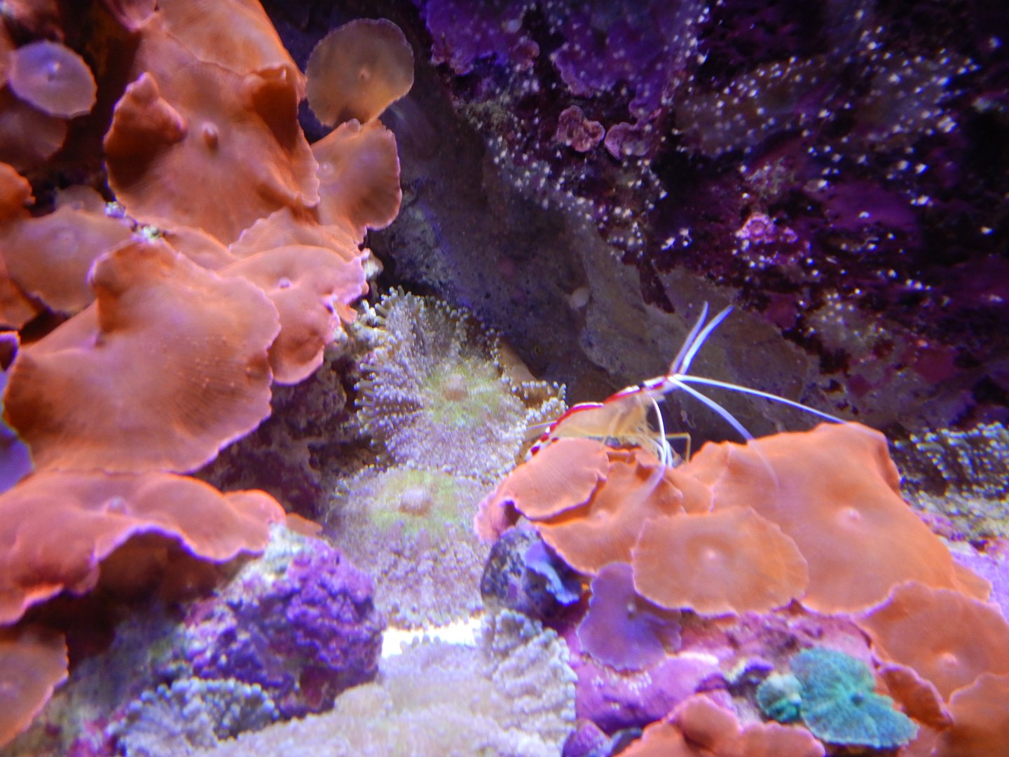 Skunk Cleaner Shrimp