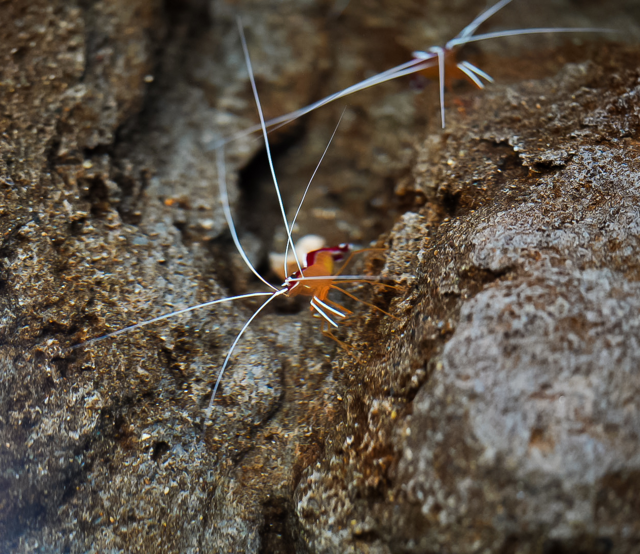 Skunk Cleaner Shrimps