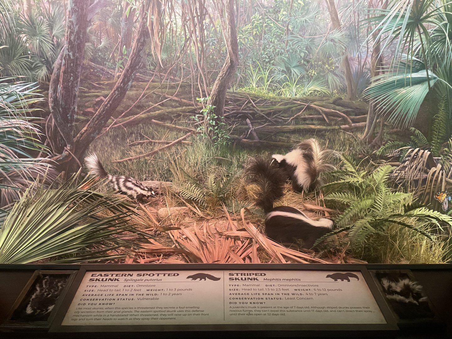 Skunk Diorama