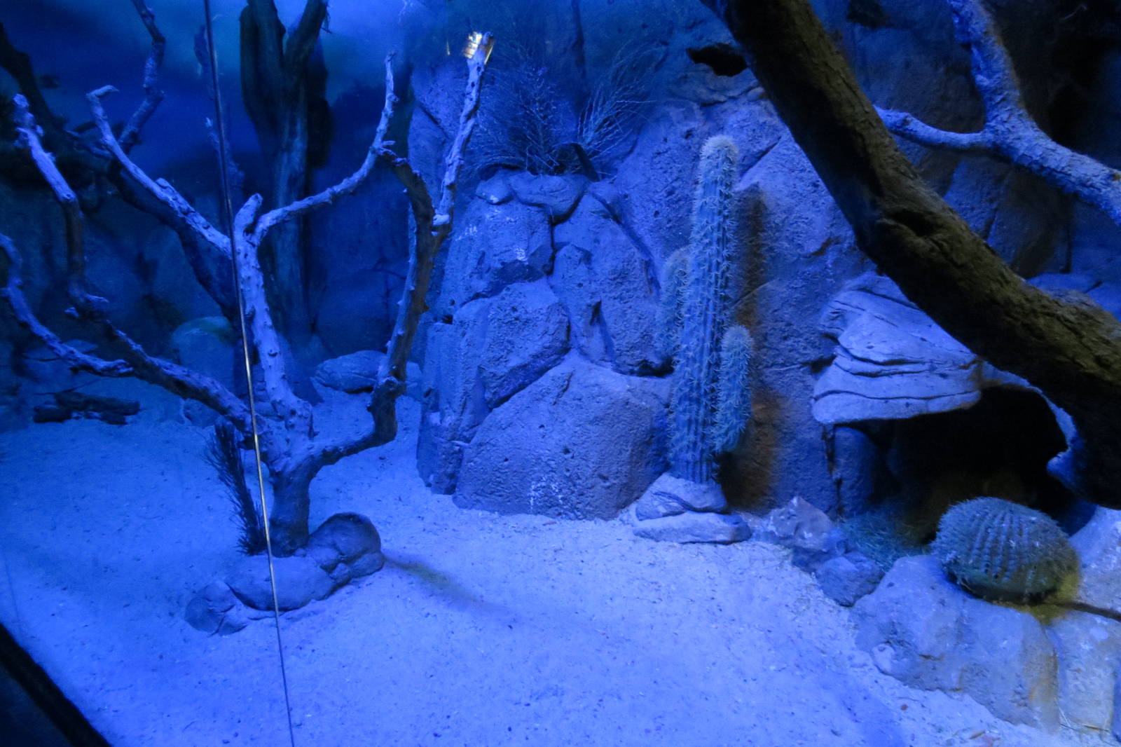 Skunk enclosure 140216