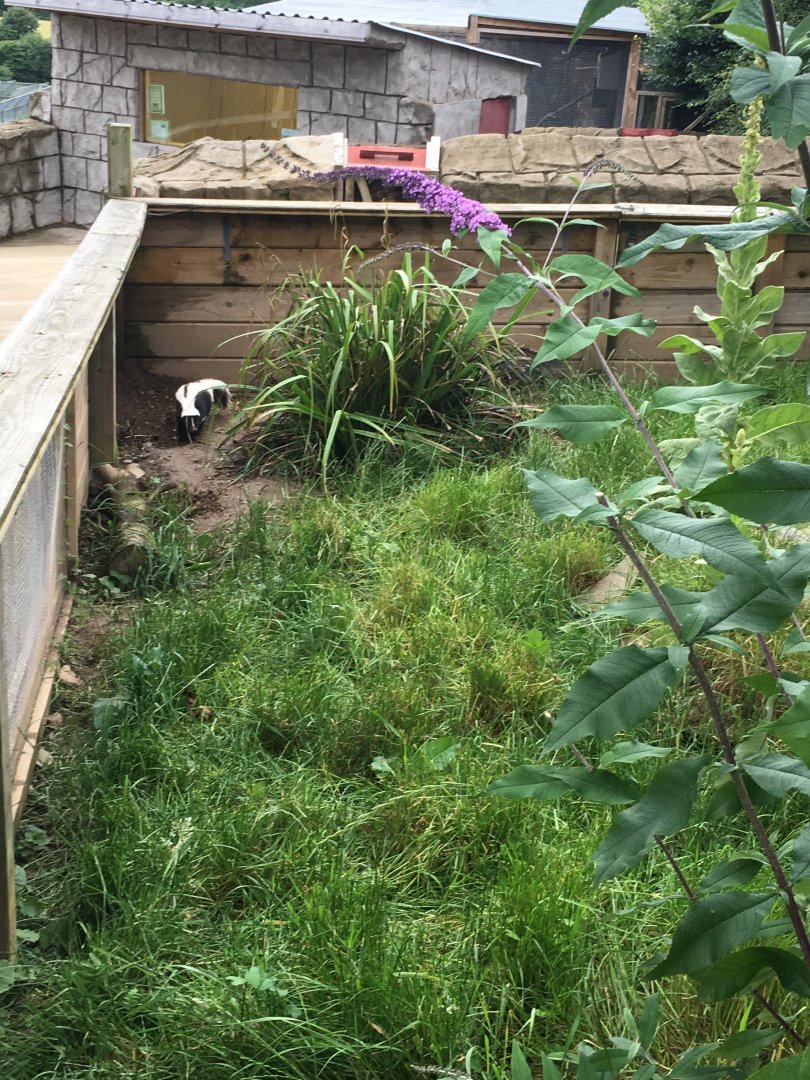 Skunk enclosure 300617