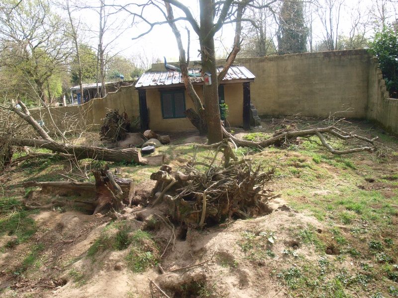 Skunk enclosure (April 19th 2015)