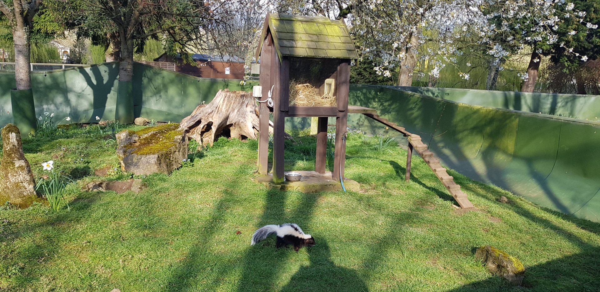 Skunk enclosure
