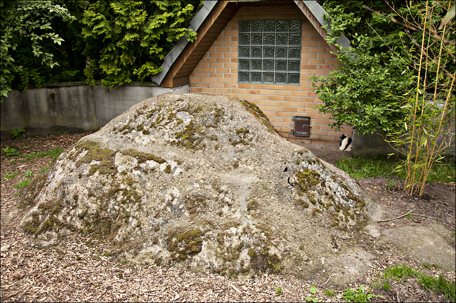 Skunk exhibit at Thüle