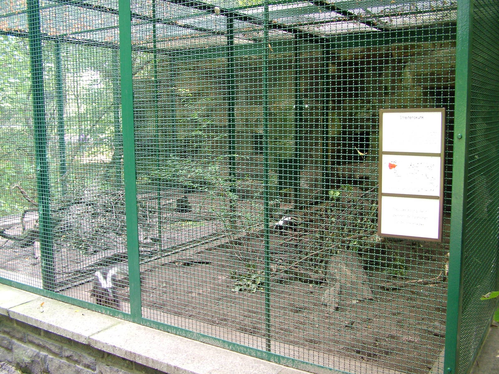 Skunk Exhibit at Tierpark Berlin, 30/08/11
