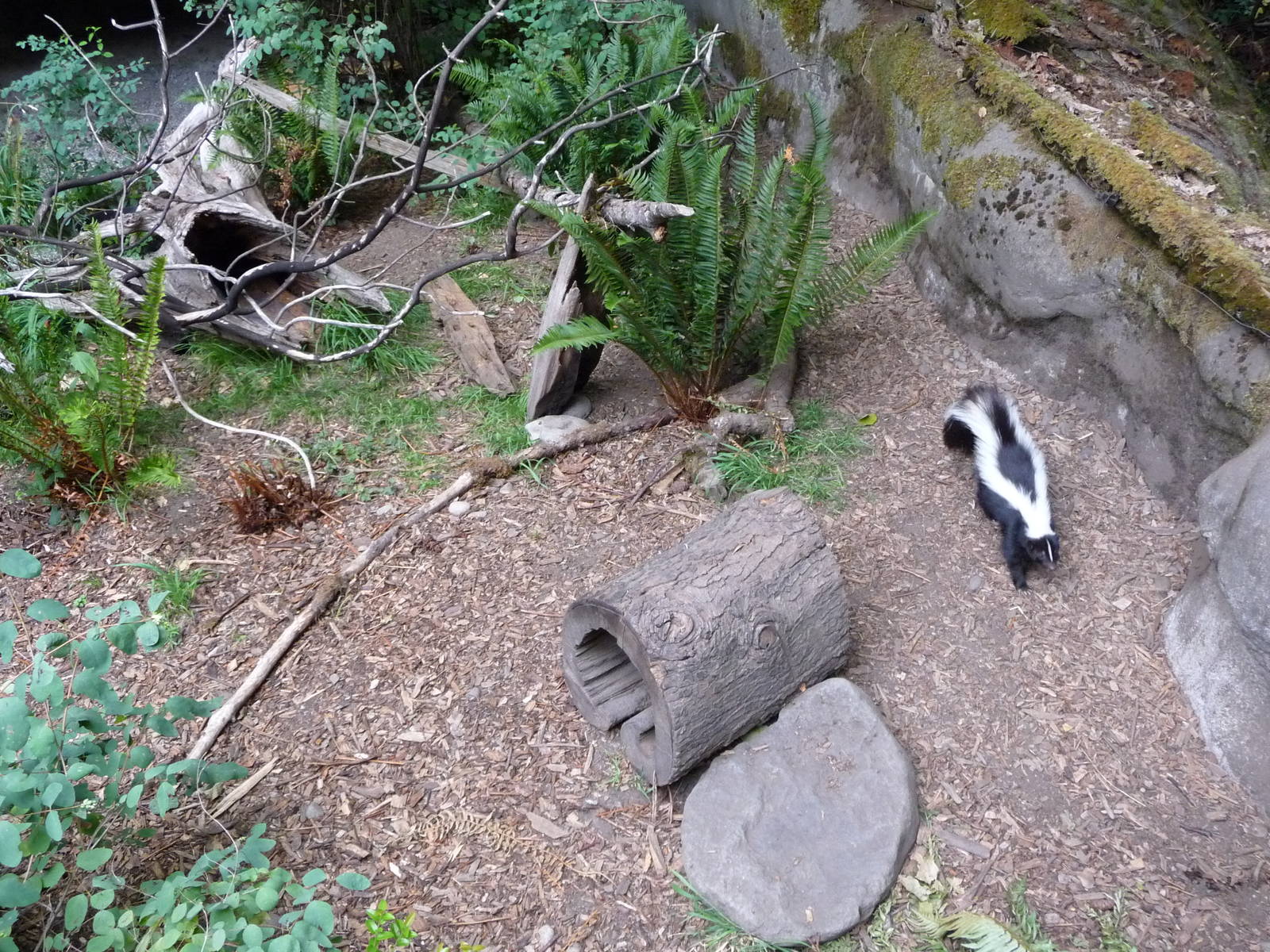 Skunk Exhibit