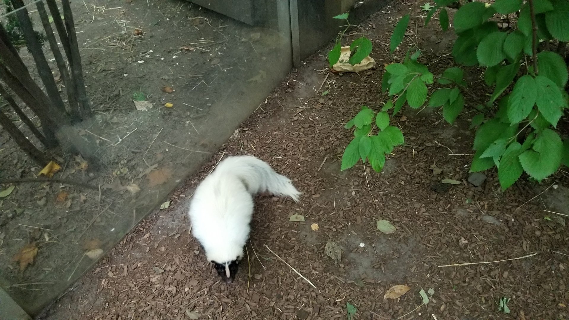 Skunk in Children's Zoo