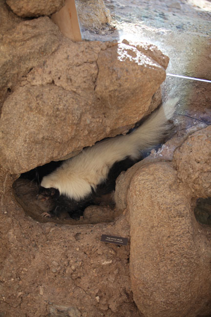 skunk into glass burrow