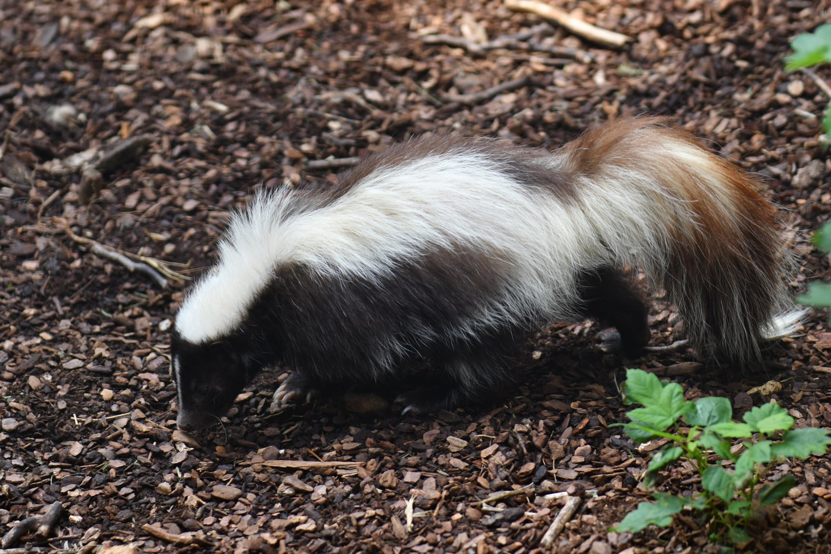 Skunk (Mephitis mephitis)