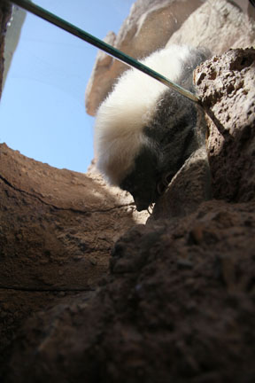 skunk returning to burrow