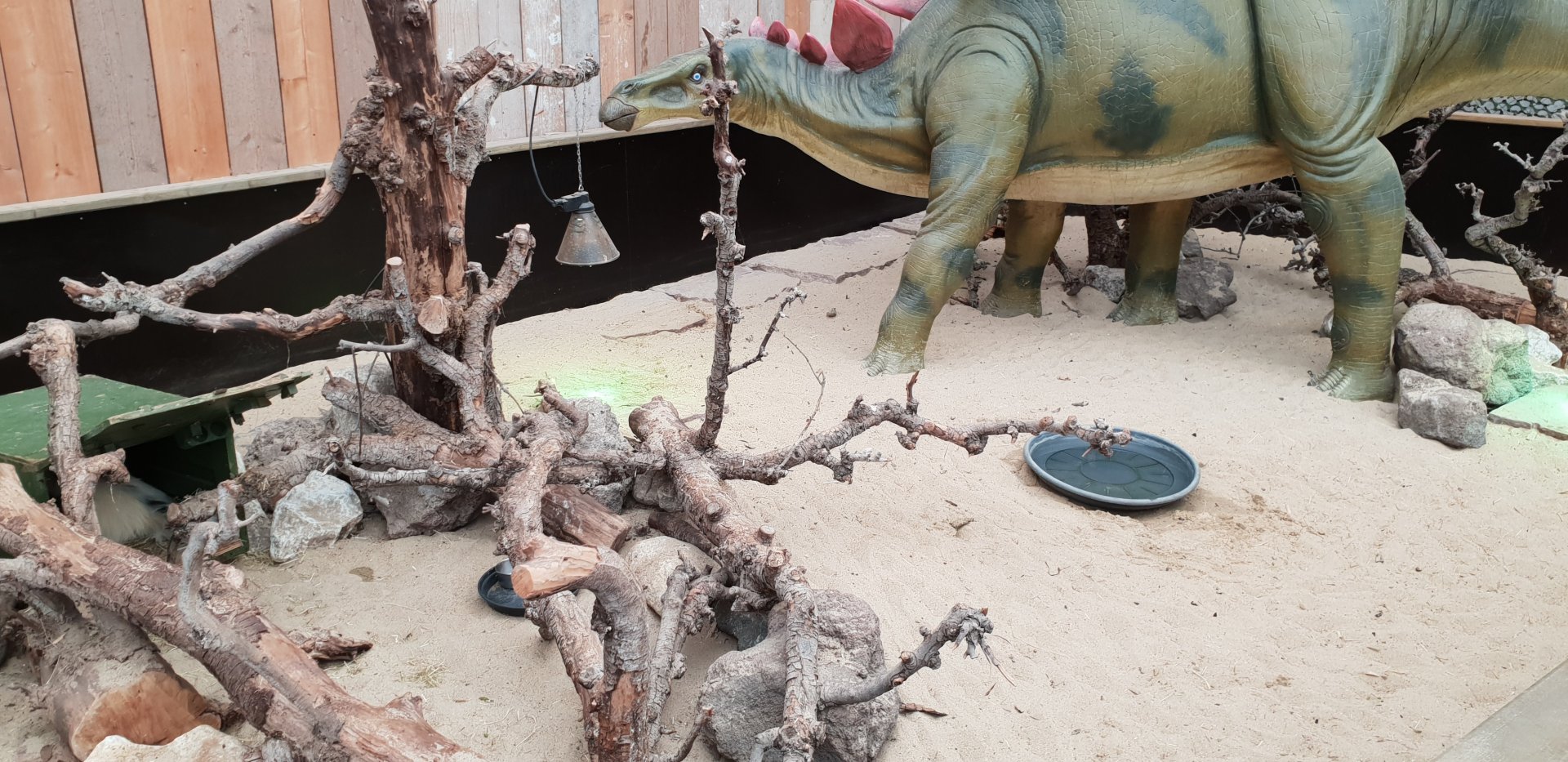 Skunk - Spurred tortoise enclosure