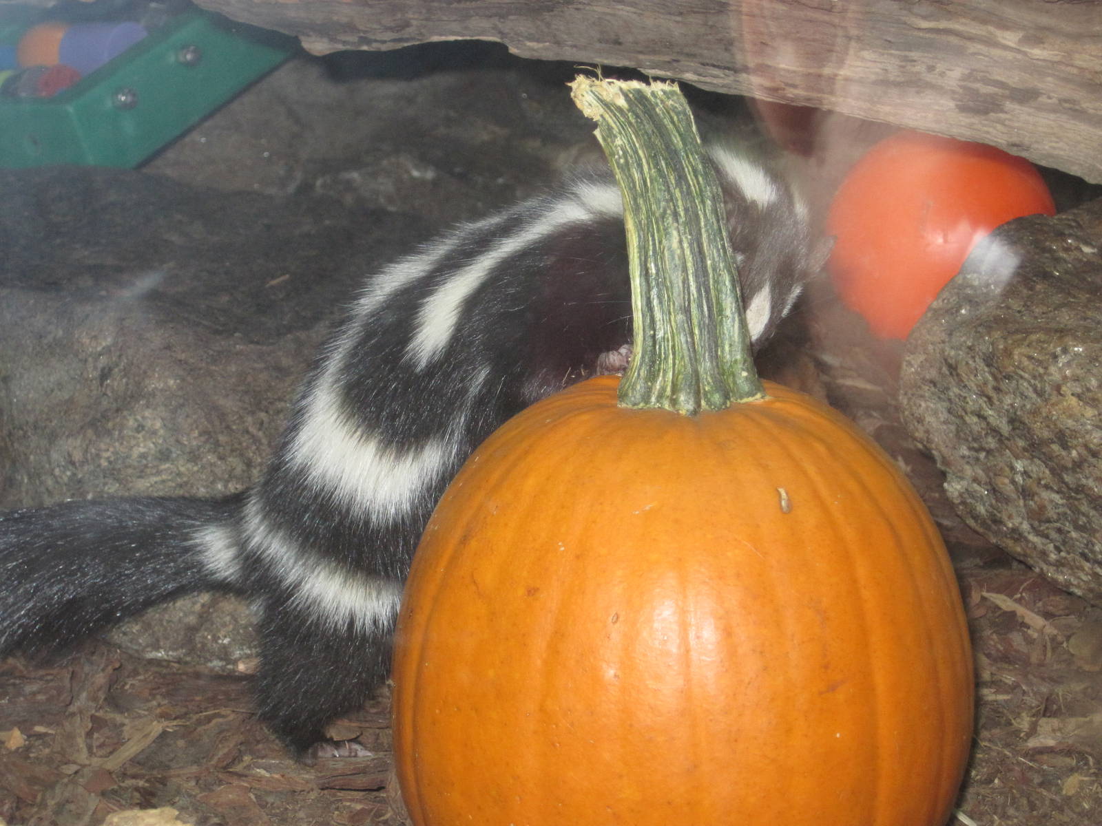 Skunk With A Pumpkin