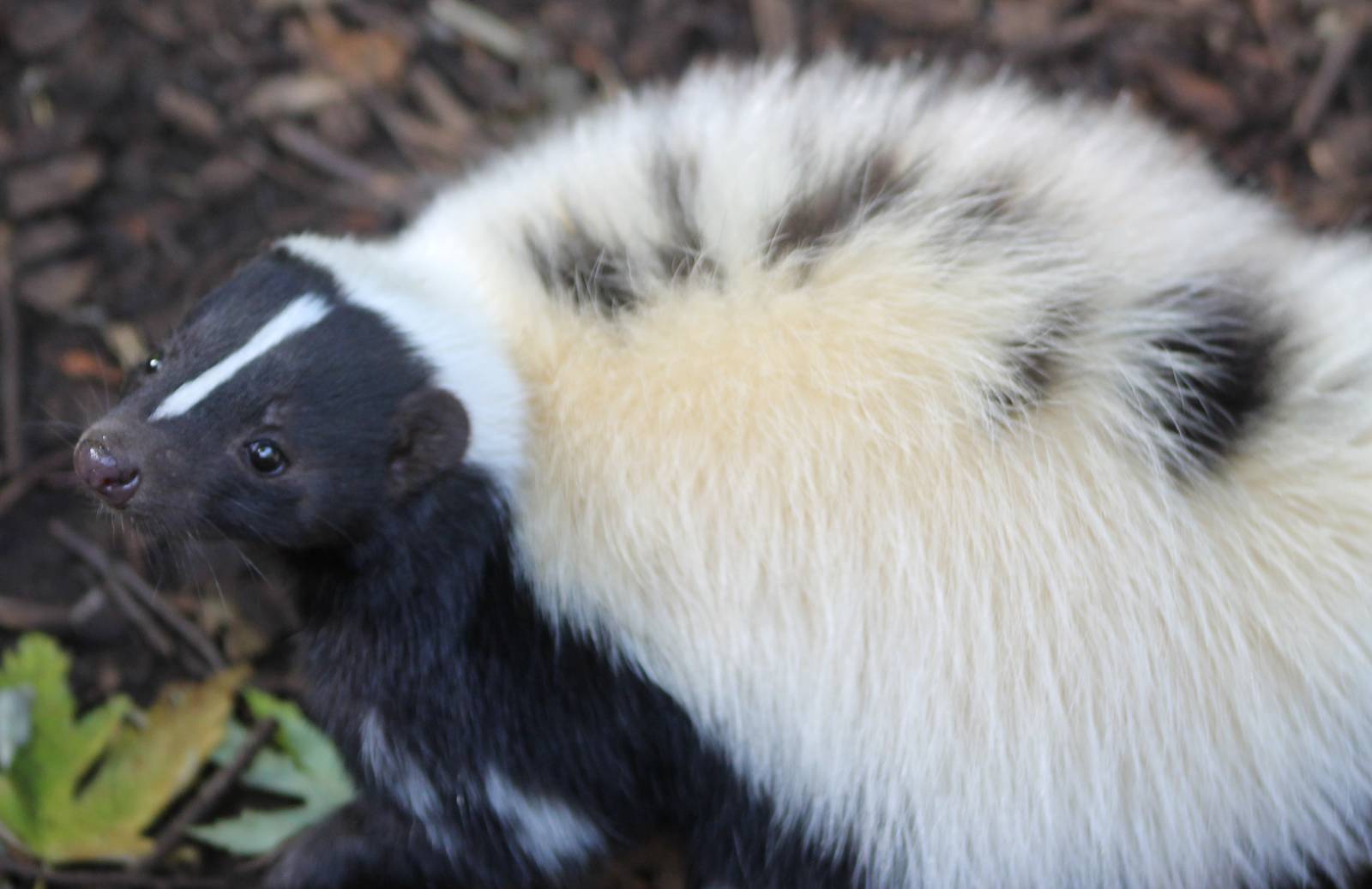 Skunk