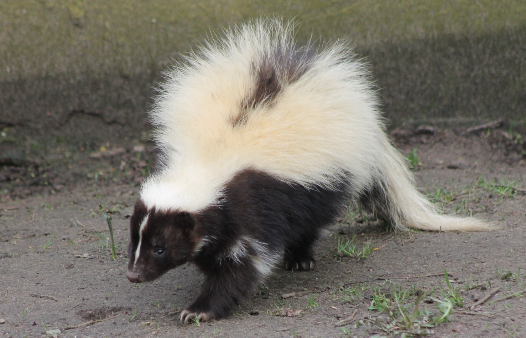 Skunk