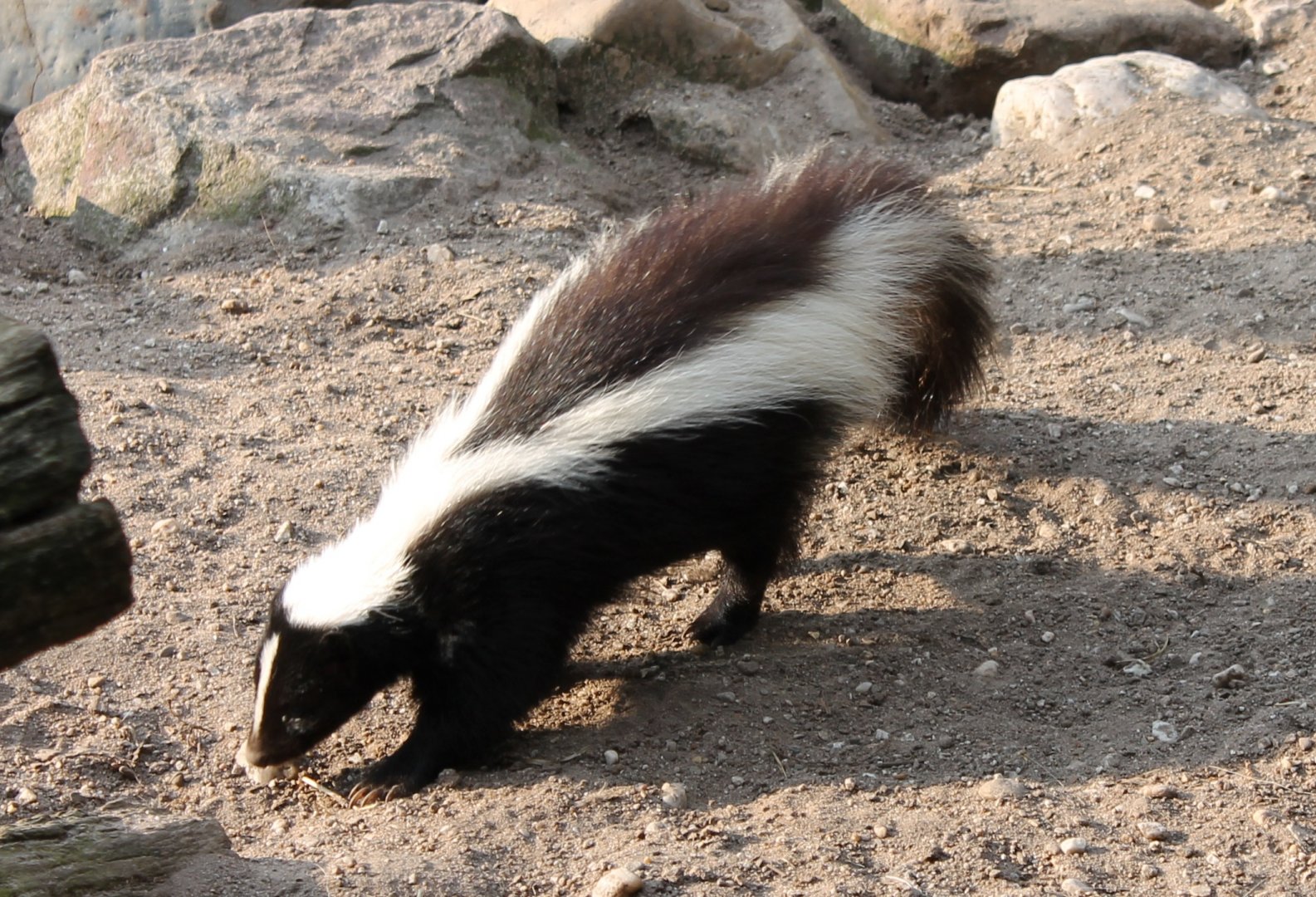 Skunk