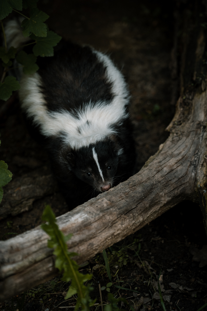 Skunk