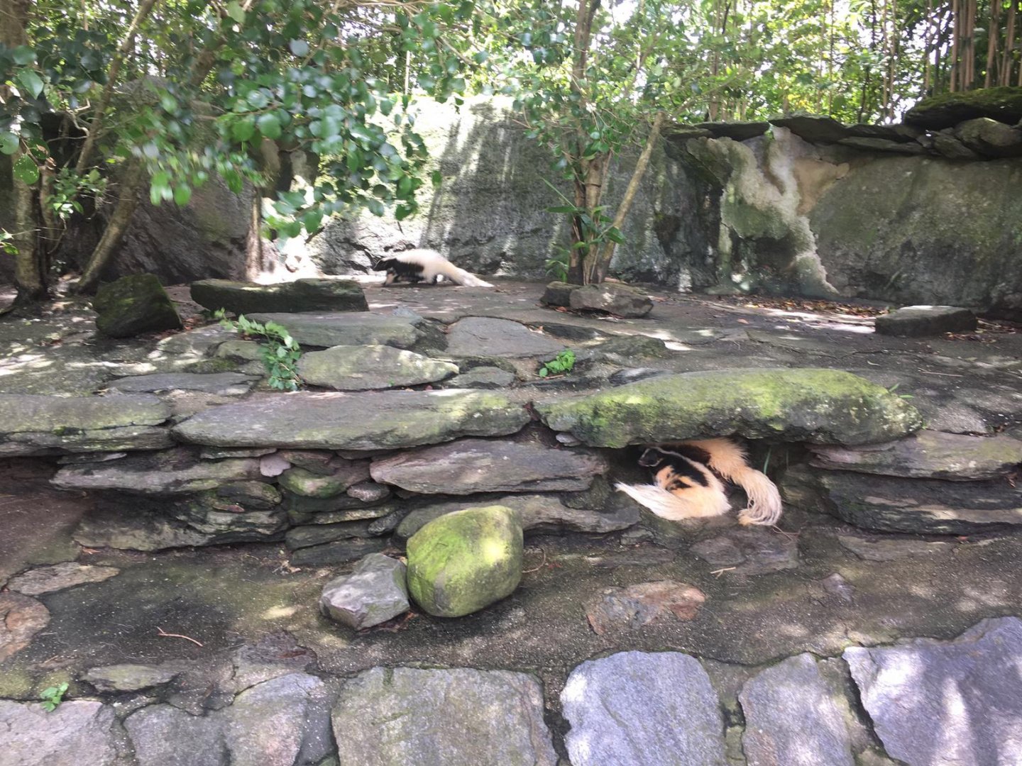 Skunks- Nagasaki Bio Park