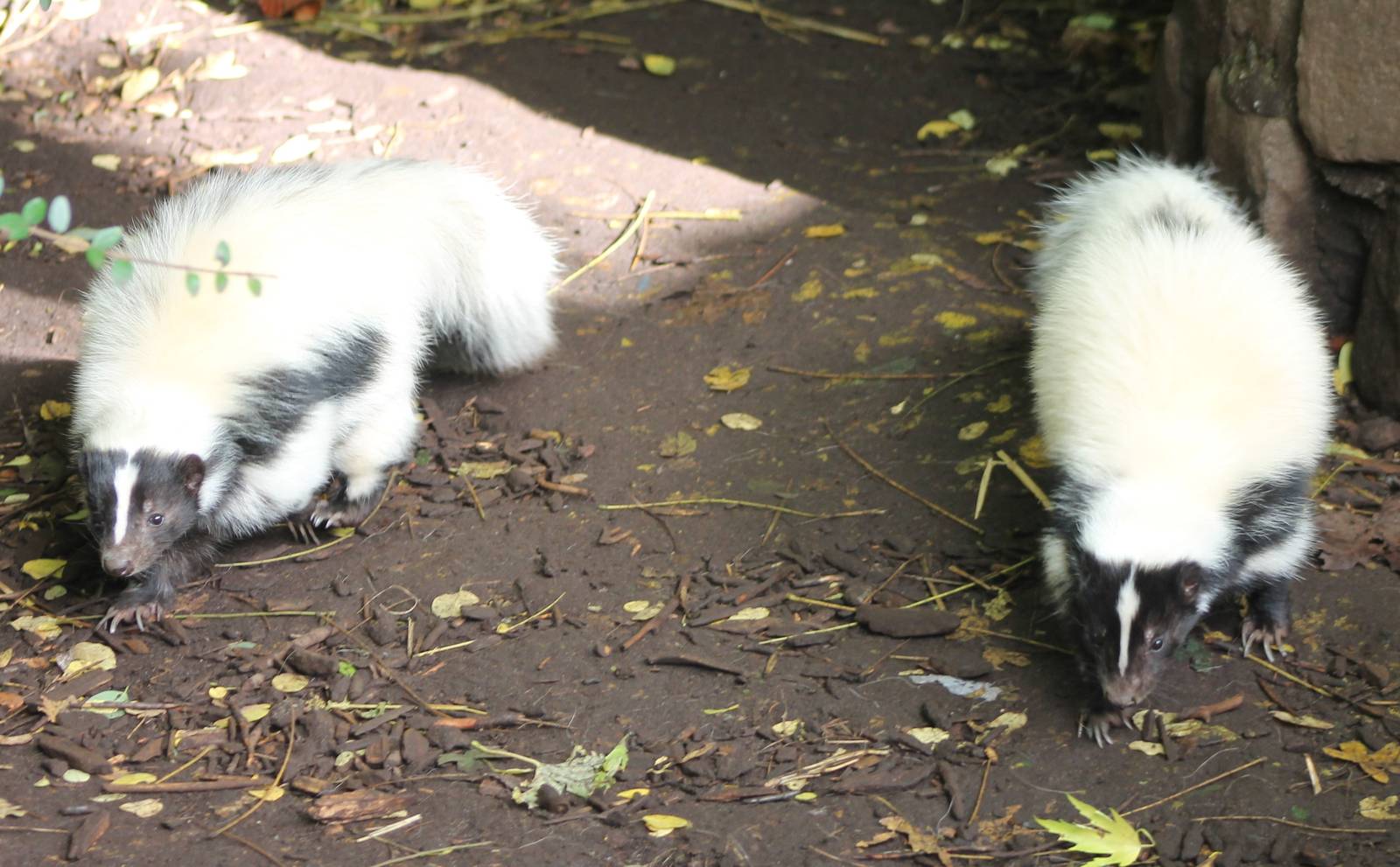 Skunks