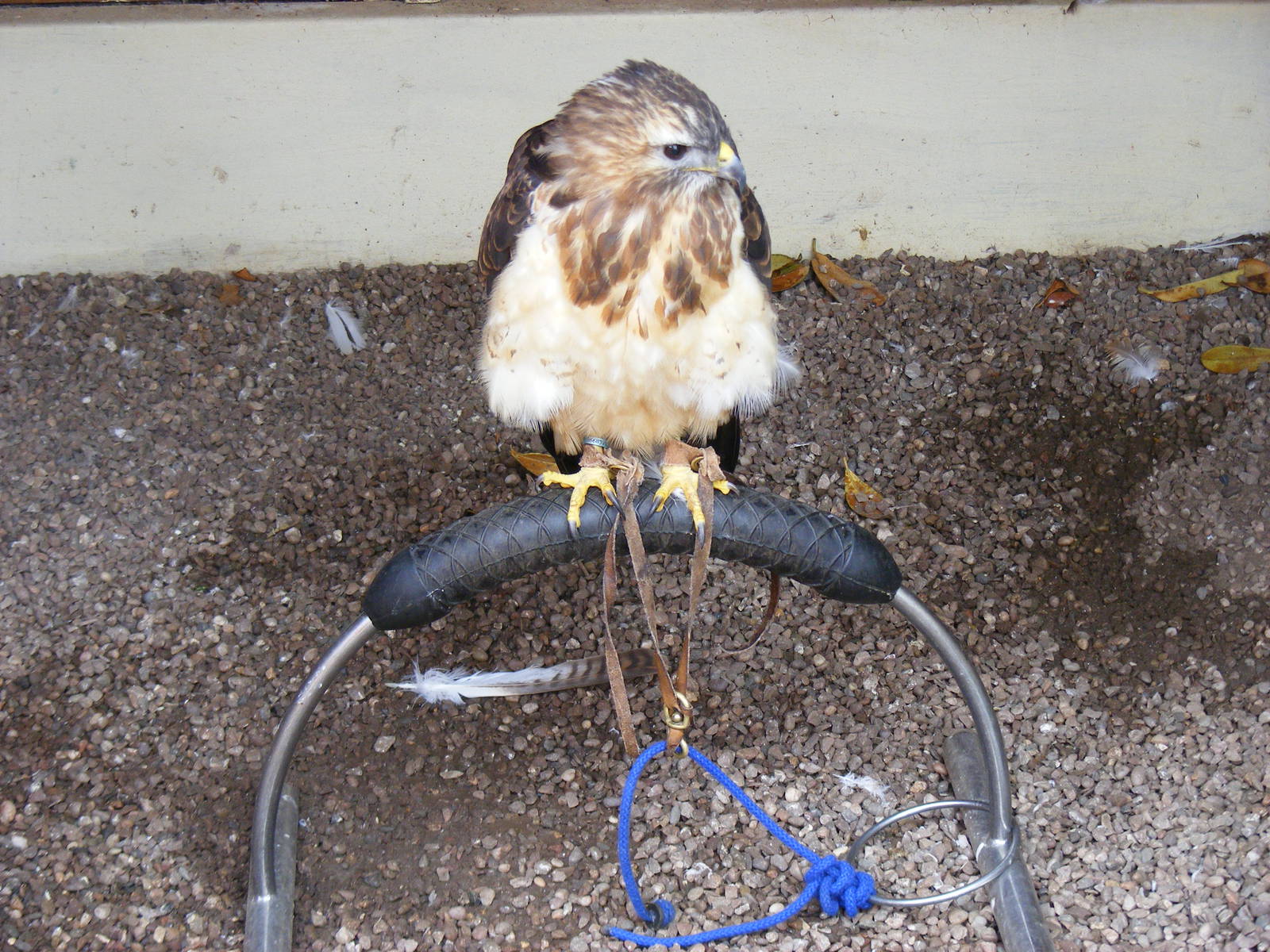 Sky the common buzzard at Gentleshaw Wildlife Centre, 18 June 2011