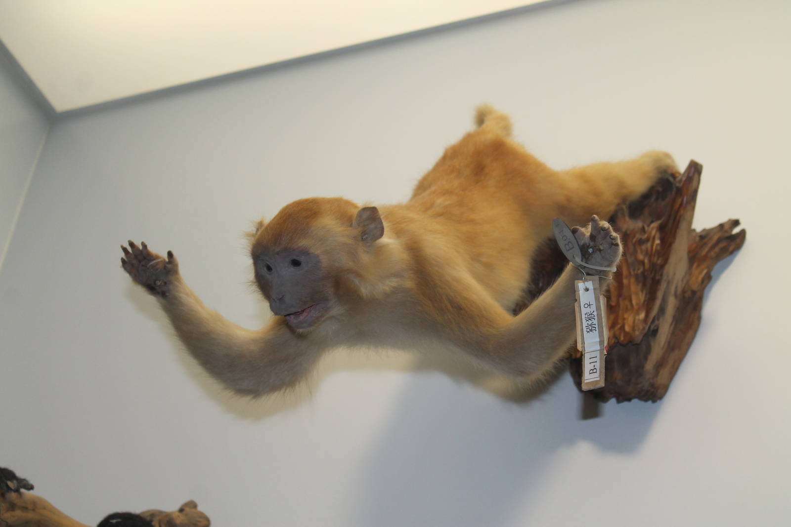 skydiving Rhesus Macaque (Macaca mulatta)