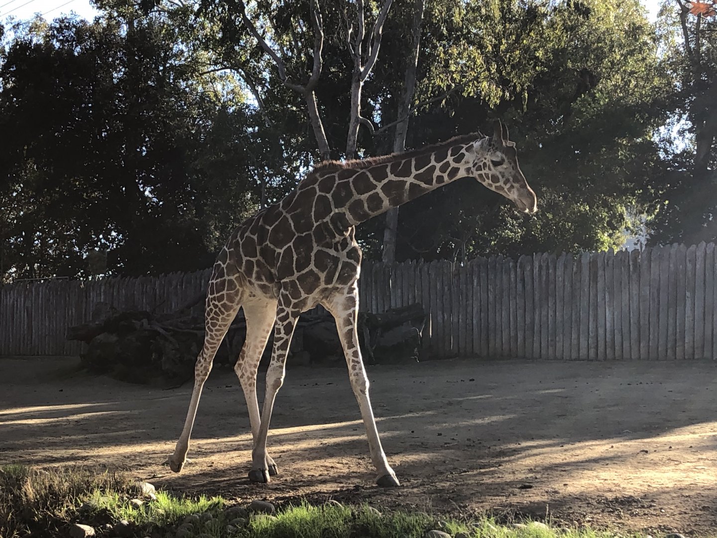 Skye, Hybrid giraffe