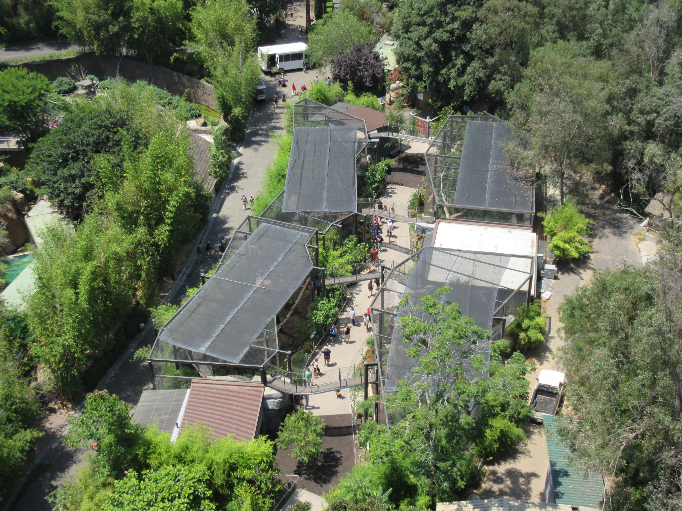 Skyfari Ride - Asian Leopards