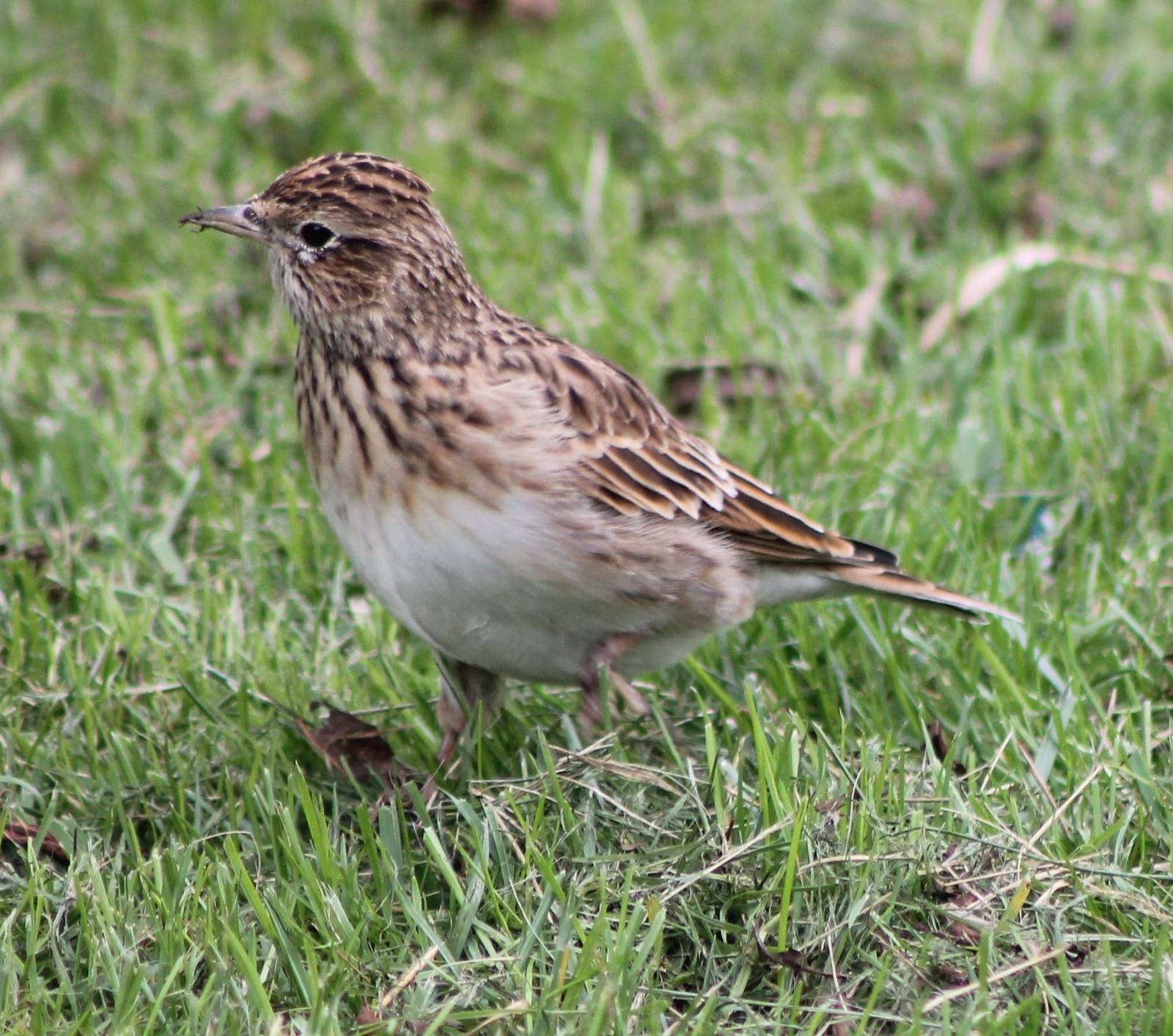 Skylark