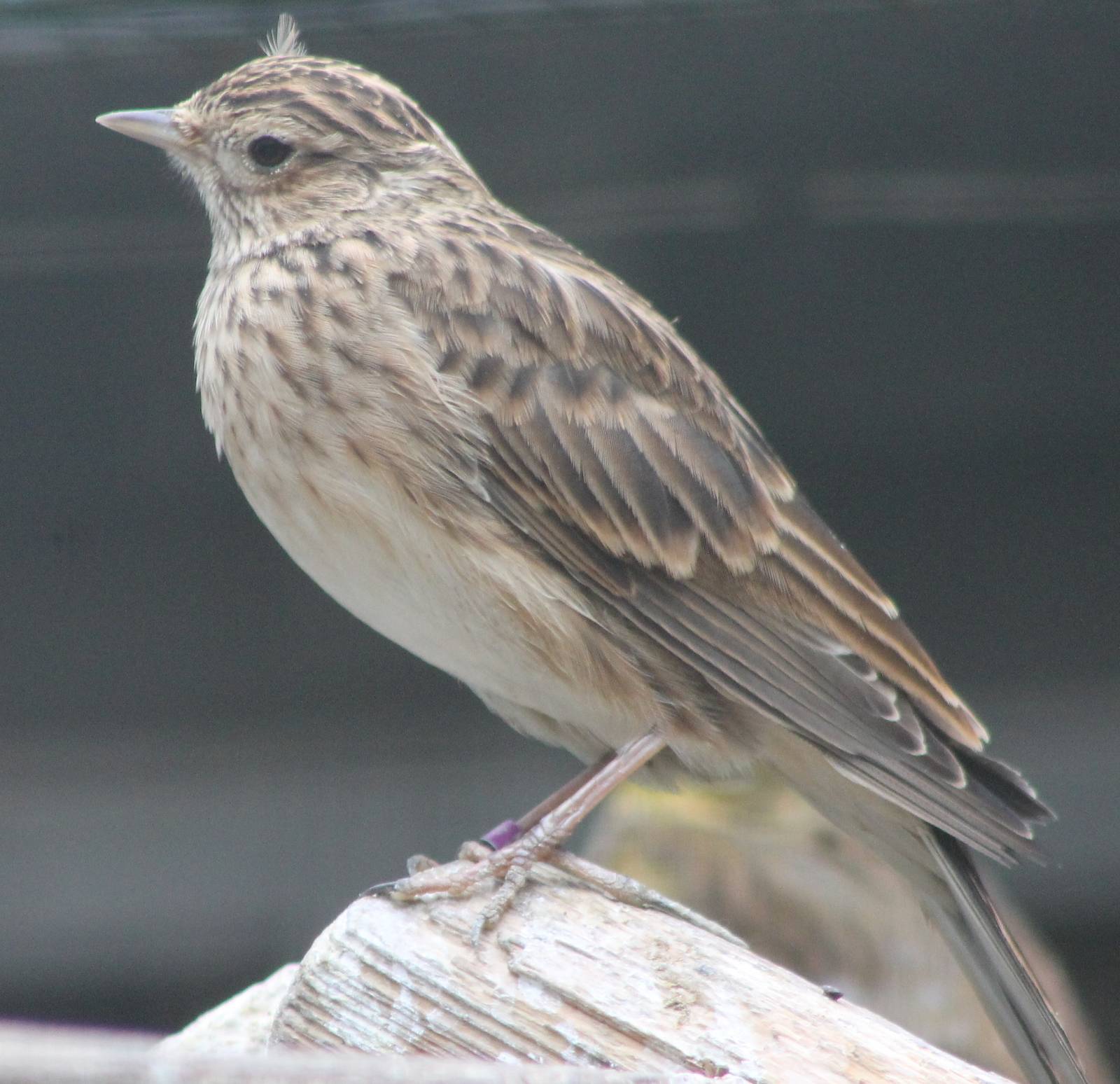 Skylark