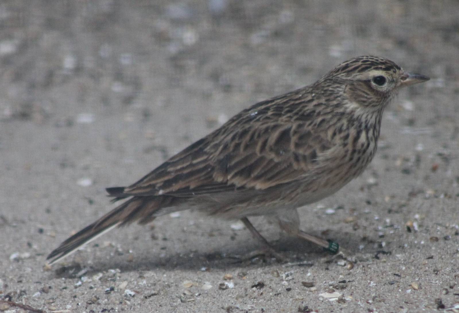 Skylark