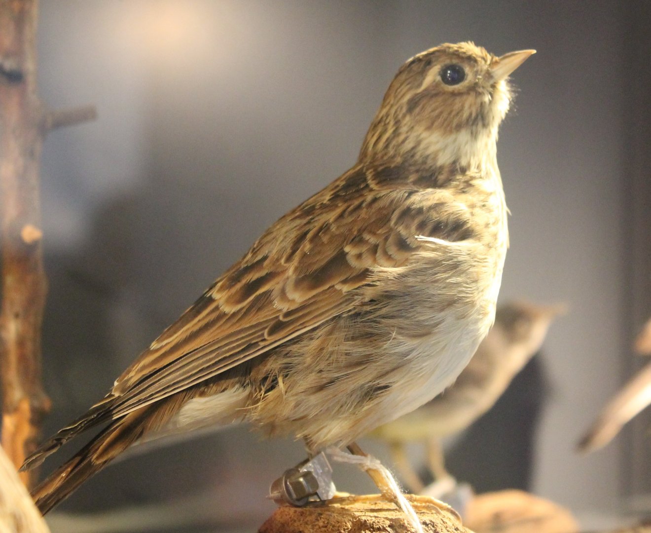 Skylark
