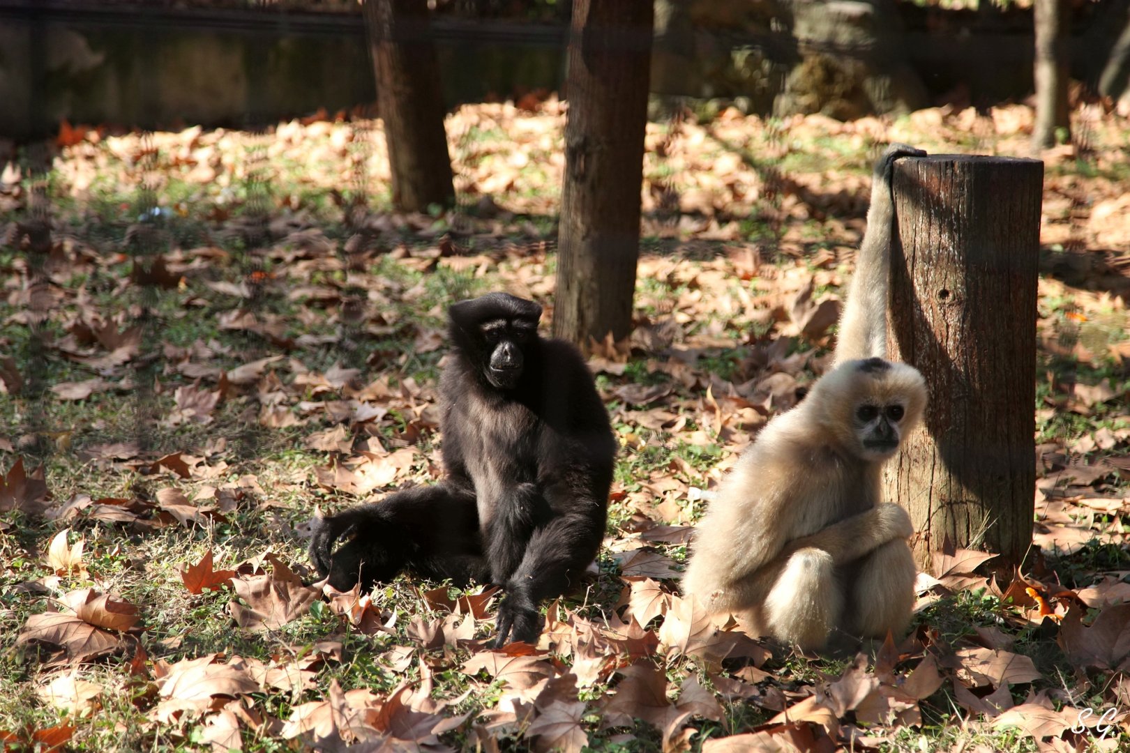 Skywalker hoolock gibbon and Northern white-cheeked gibbon