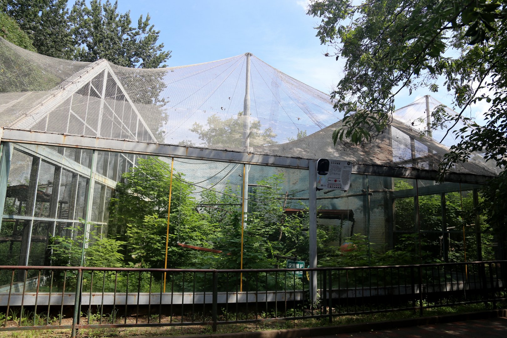 Skywalker Hoolock Gibbon Exhibit