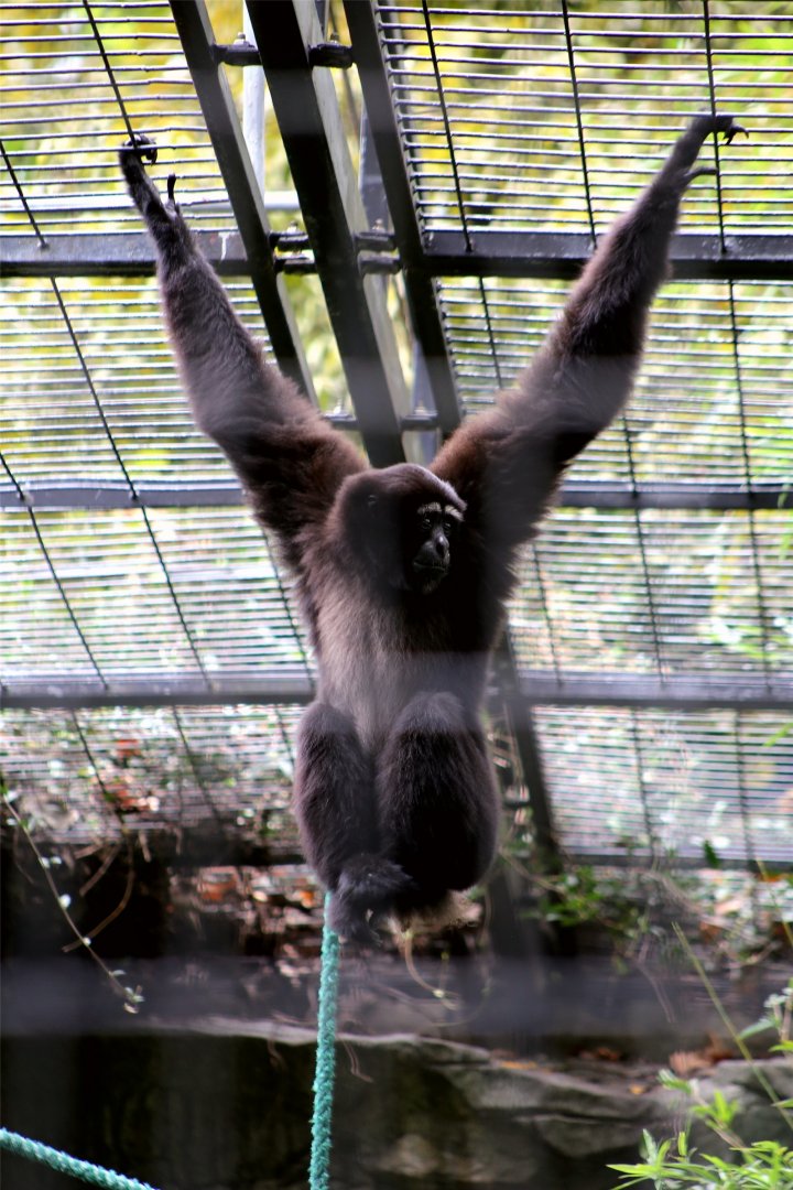 Skywalker Hoolock Gibbon (Hoolock tianxing)