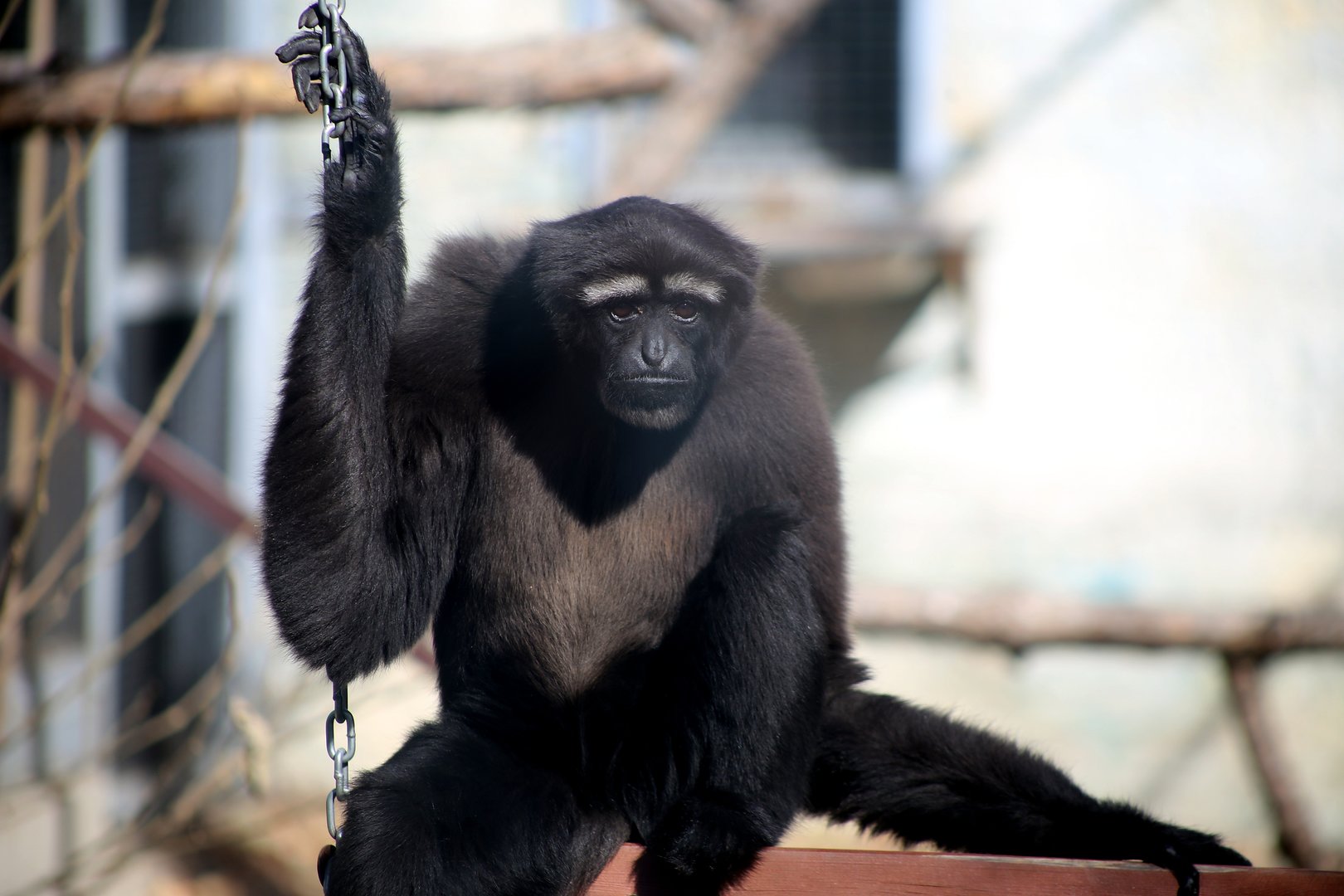 Skywalker Hoolock Gibbon (Hoolock tianxing)