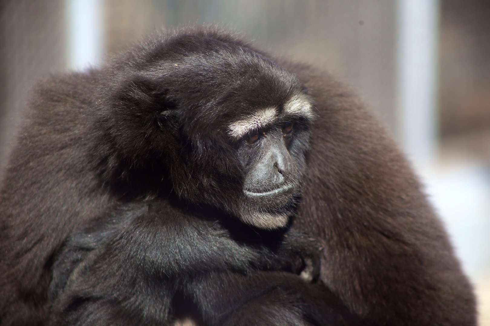 Skywalker Hoolock Gibbon (Hoolock tianxing)