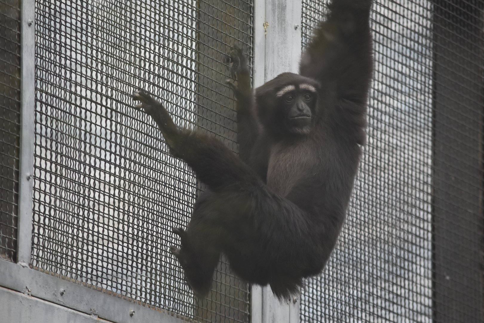 Skywalker hoolock gibbon (Hoolock tianxing)