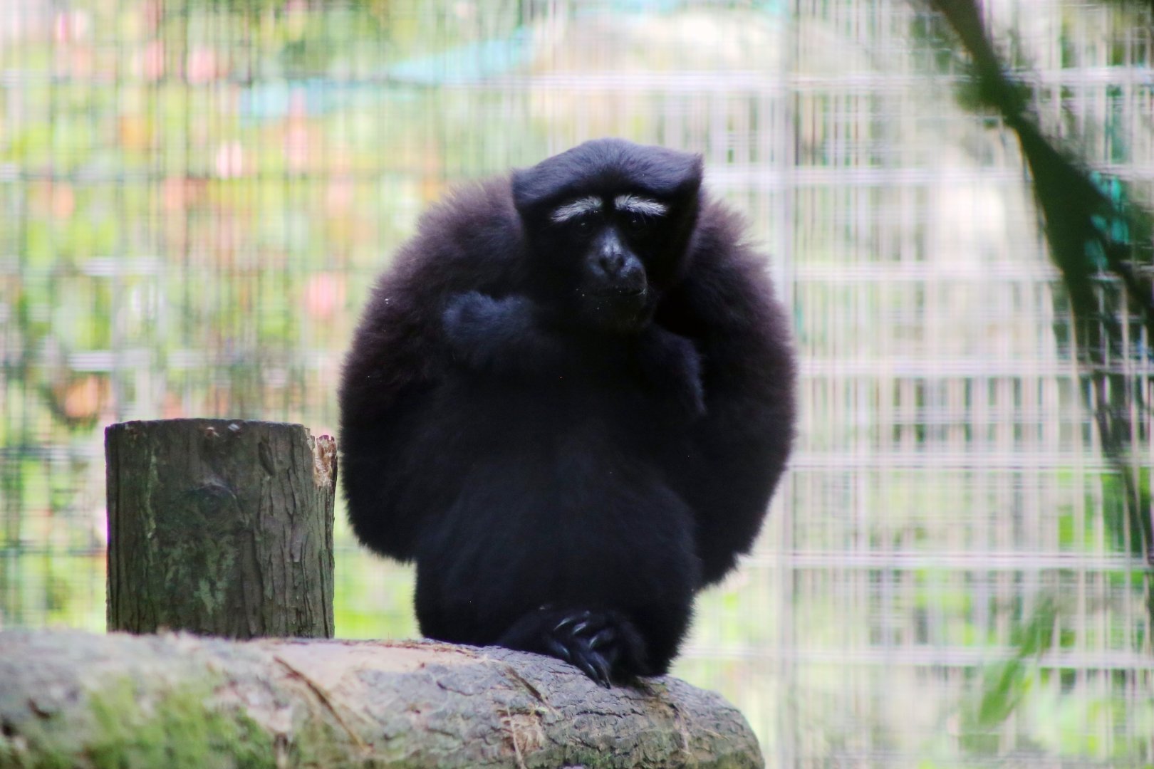 Skywalker Hoolock Gibbon (Hoolock tianxing)