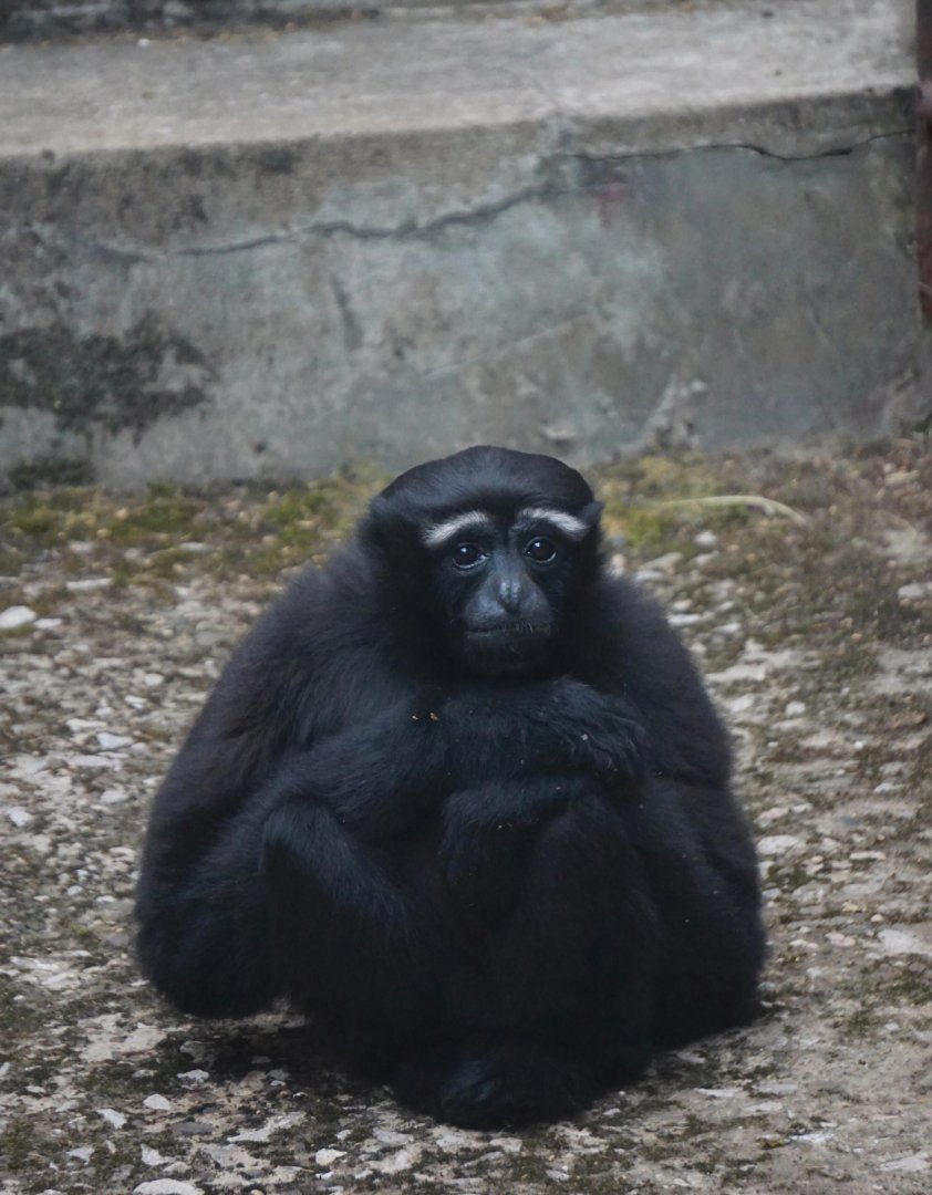 Skywalker hoolock gibbon?