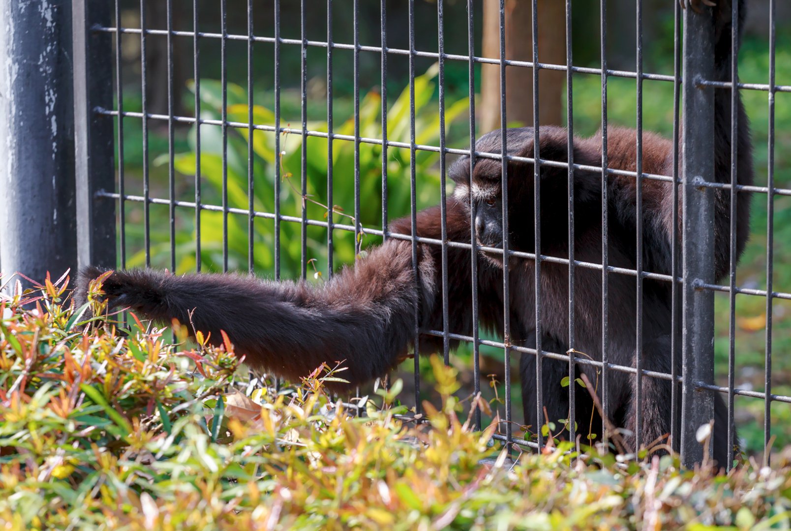 Skywalker hoolock gibbon