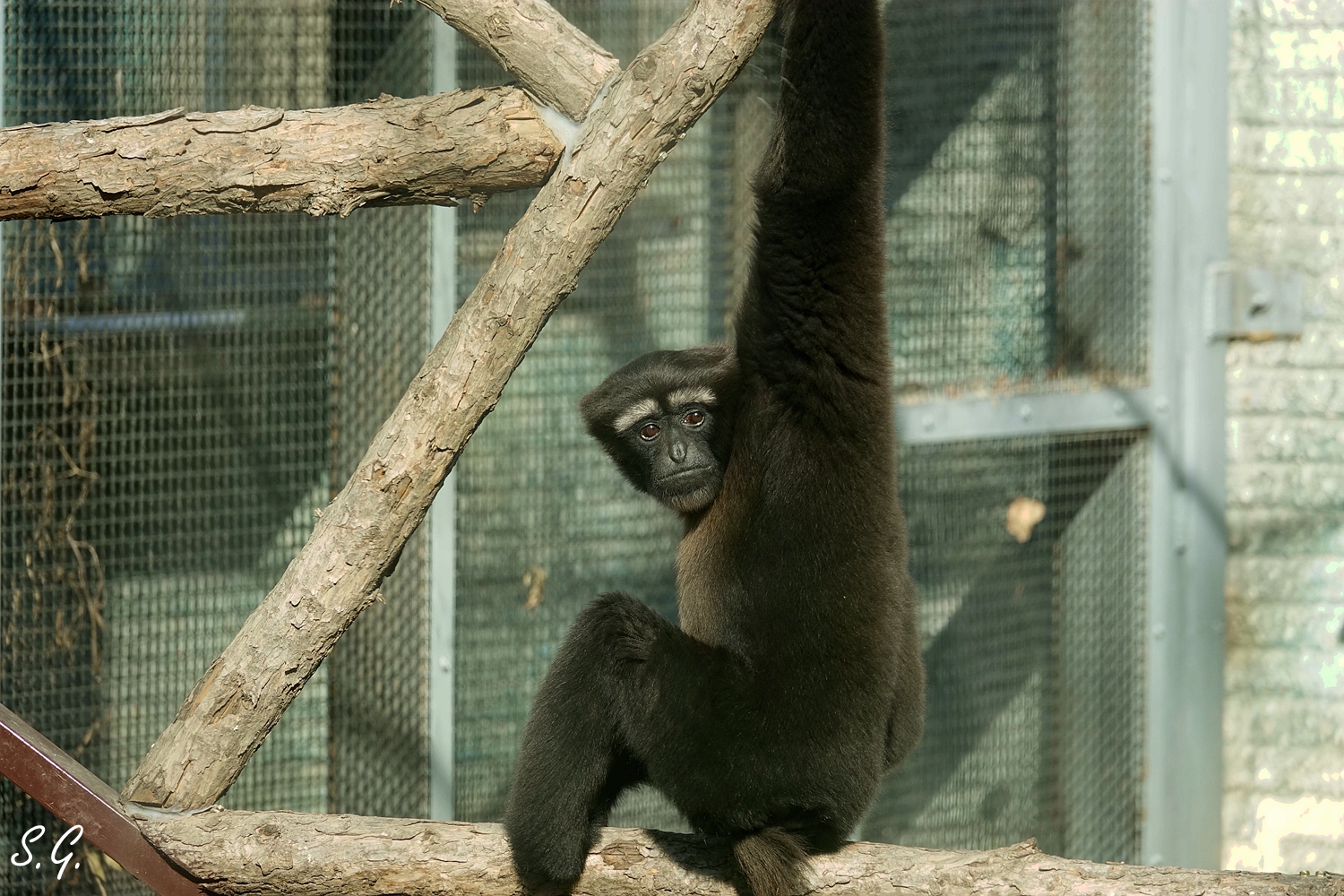 Skywalker hoolock gibbon