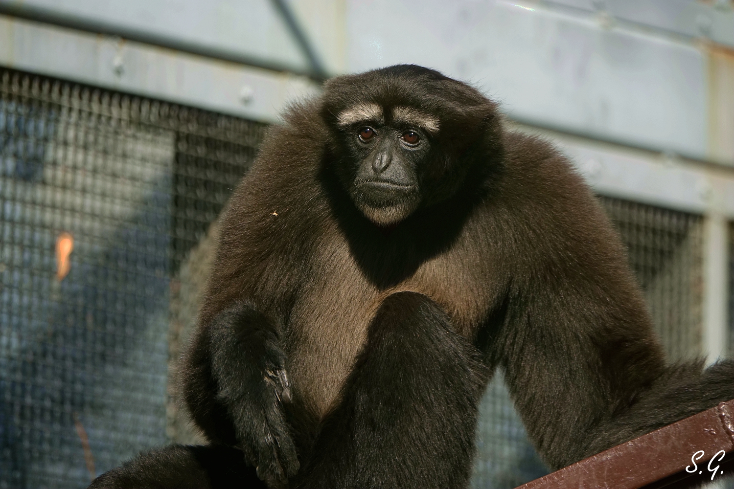 Skywalker hoolock gibbon