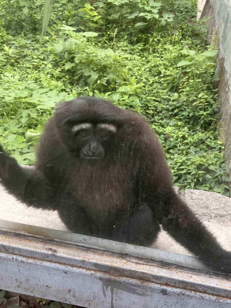 Skywalker hoolock gibbon