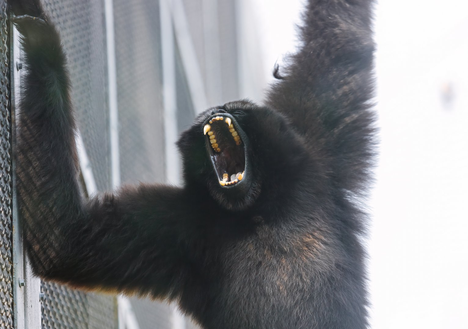 Skywalker hoolock gibbon