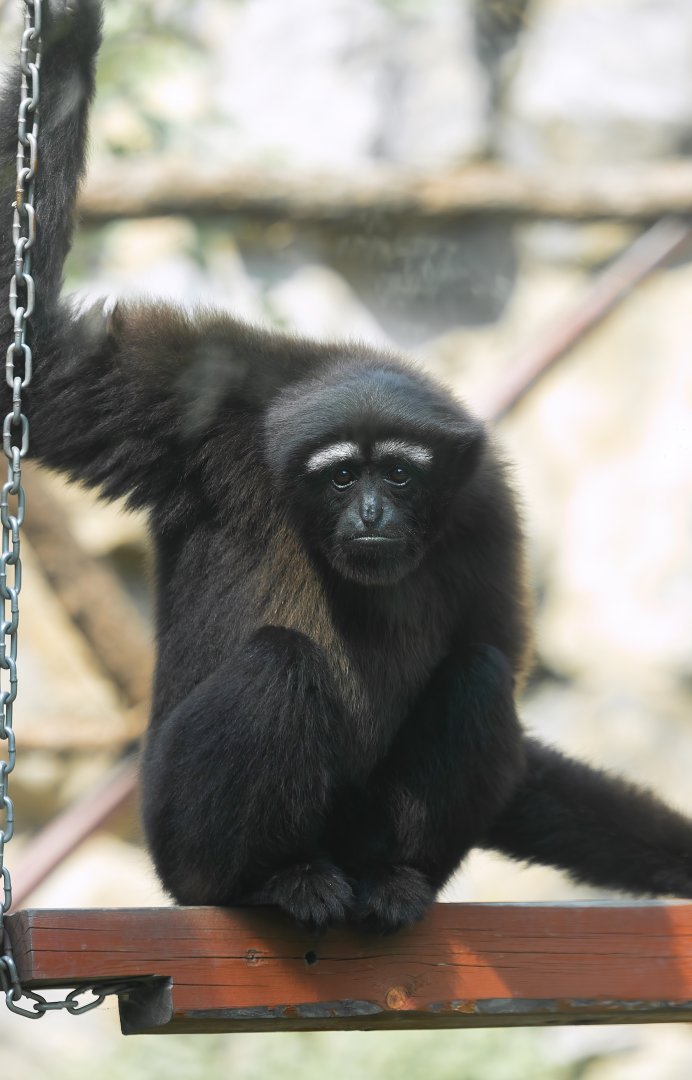 Skywalker hoolock gibbon