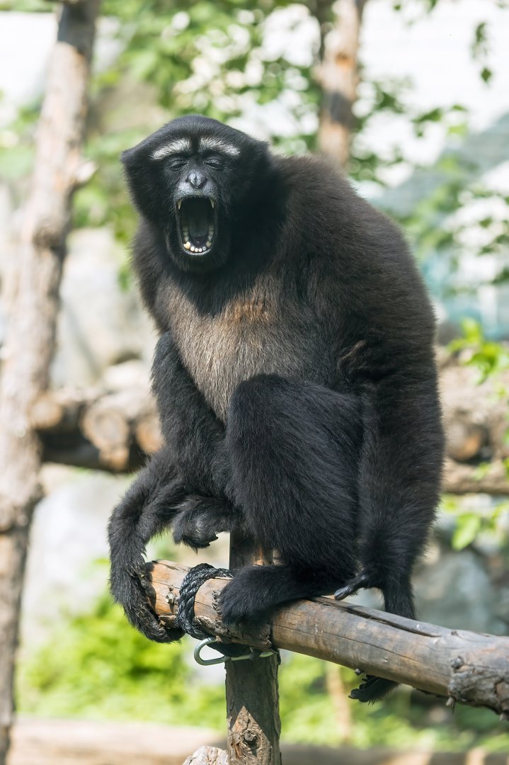 Skywalker hoolock gibbon