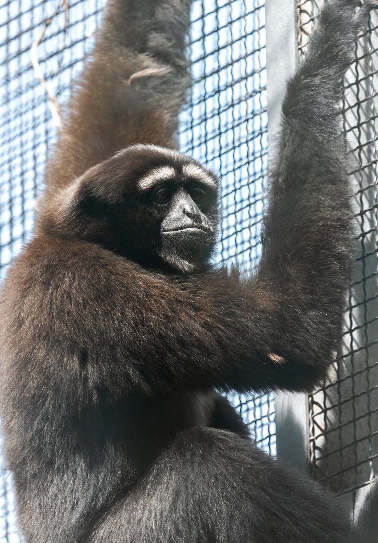 Skywalker hoolock gibbon