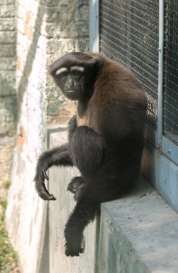 Skywalker hoolock gibbon