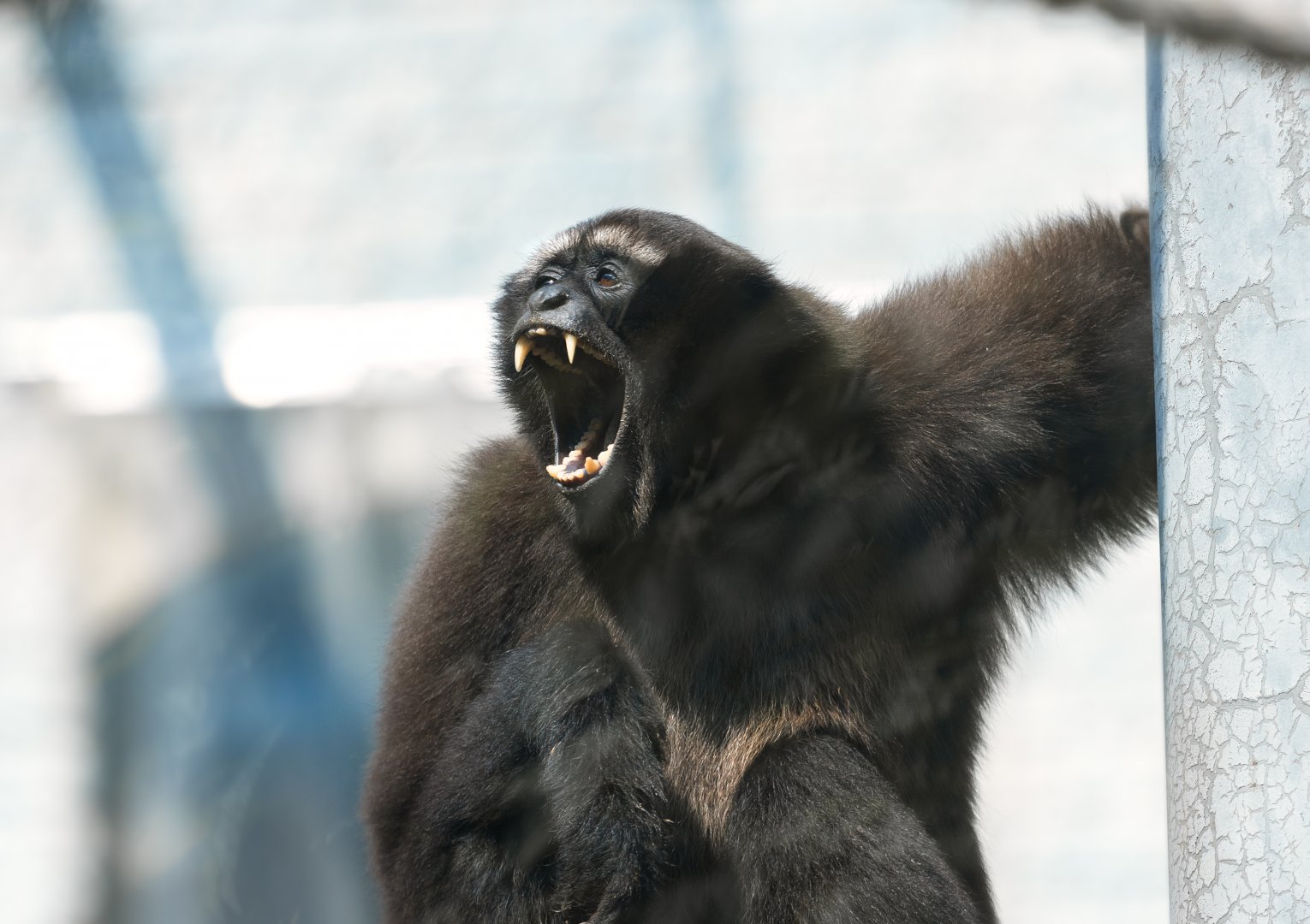 Skywalker hoolock gibbon